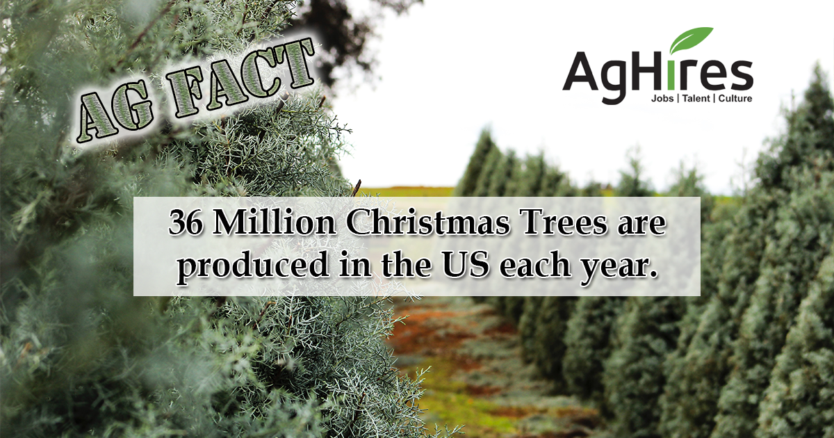 A Christmas Tree Takes 7 Years to Grow 6 Feet
